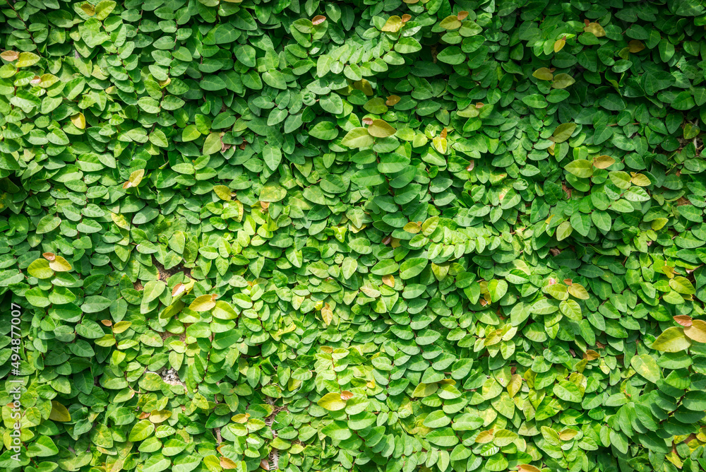 Detail of green climbing plants on wall background - Natural outdoor background concept. Detail of green climbing plants on wall background - Natural outdoor background concept.
