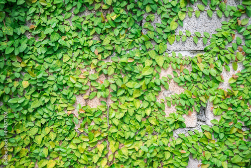 Detail of green climbing plants on wall background. Green natural background concept. © pla2na
