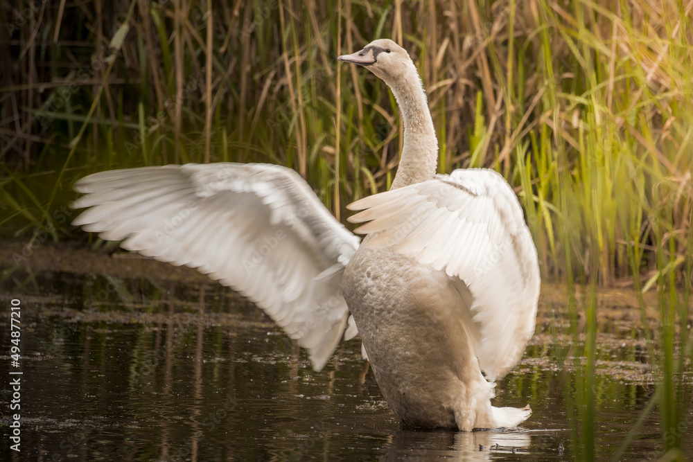Obraz premium Mute swan, Cygnus olor, swims in its living environment - the natural habitat of the mute swan, a pond with thickets, the swan feels good here, a natural and wild refuge of a large white bird