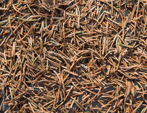 dropped dry spruce needles on ground
