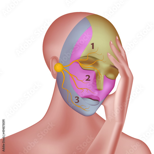 Trigeminal nerve with indication on the face. Vector illustration