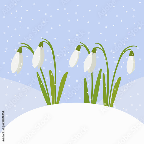 Spring landscape, template for a cover or postcard, snowdrops in bloom in the snow, vector illustration. A beautiful background for the splash of designer packaging.