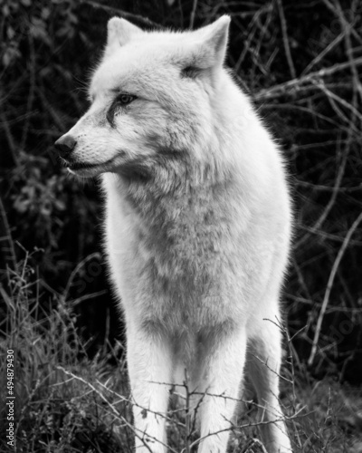 Close-up grayscale shot of an Arctic wolf standing in the forest with a blurred background photo
