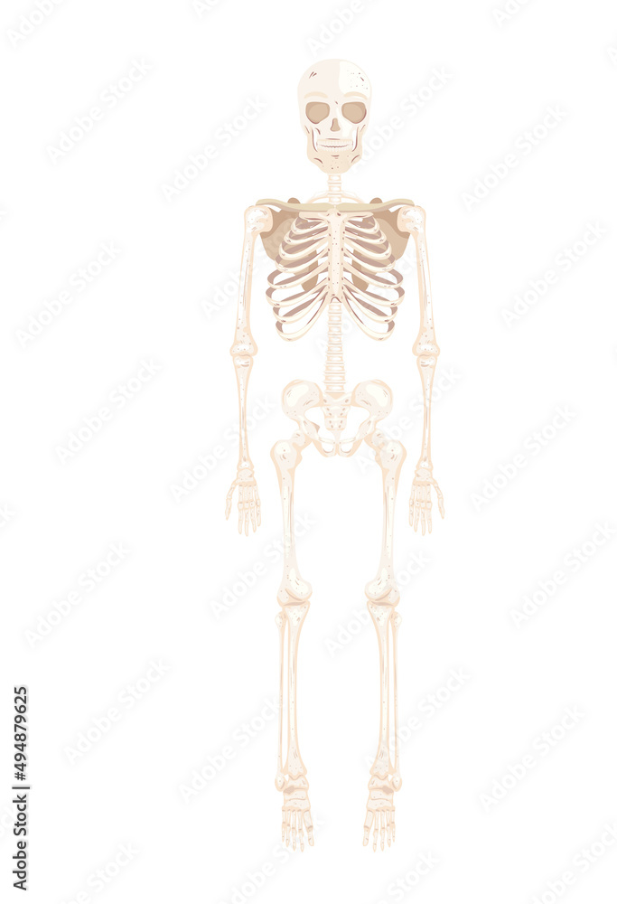 skeleton body front