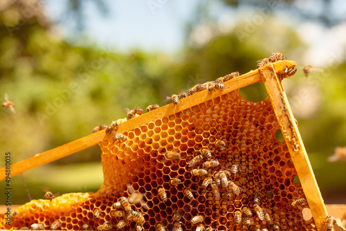 Canvas Print Beekeeping concept
