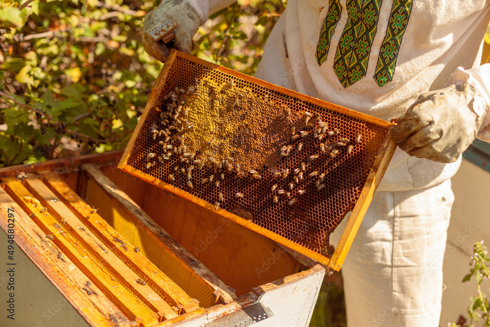 Closeup portrait of beekeeper holding a honeycomb full of bees. Beekeeper in protective workwear inspecting honeycomb frame at apiary. Beekeeping concept. Beekeeper harvesting honey Closeup portrait of beekeeper holding a honeycomb full of bees. Beekeeper in protective workwear inspecting honeycomb frame at apiary. Beekeeping concept. Beekeeper harvesting honey