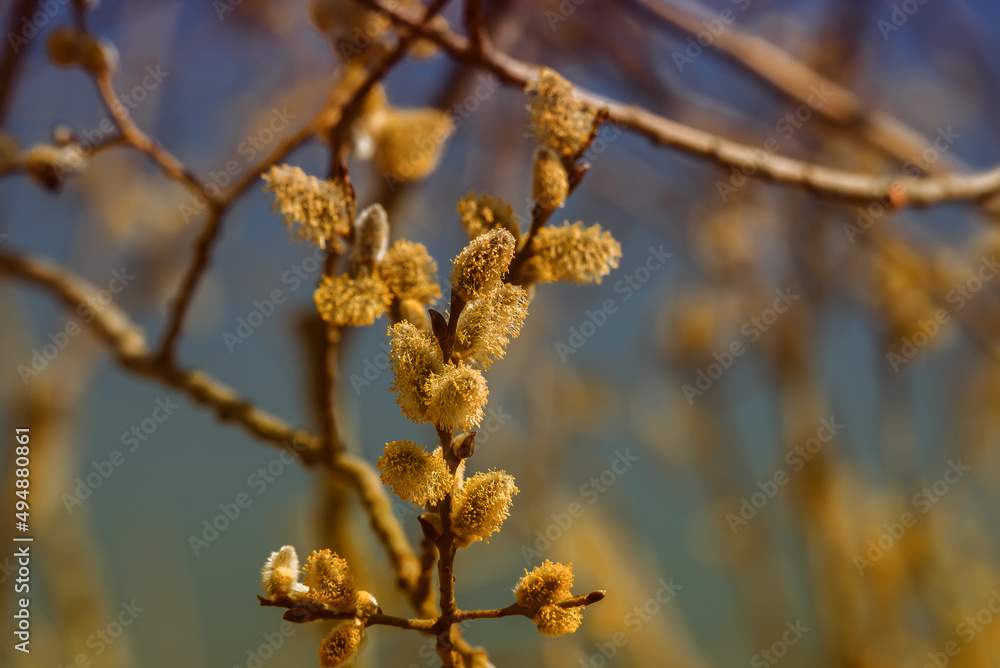 PUSSY WILLOW - A beautifull blooming tree in spring PUSSY WILLOW - A beautifull blooming tree in spring