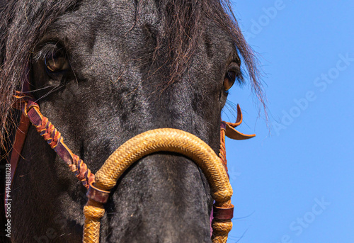 Close-up portrait of a black horse wearing a bosal. Blue background photo