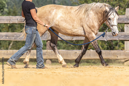 Natural horsemanship concept: A person doing ground basic work with a horse wearing a rope halter photo