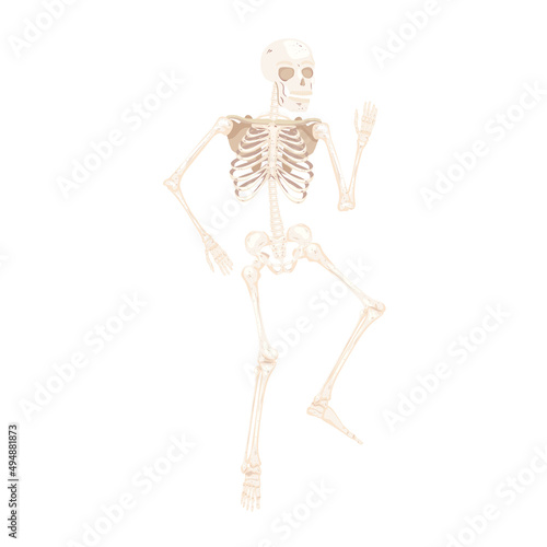 human skeleton body