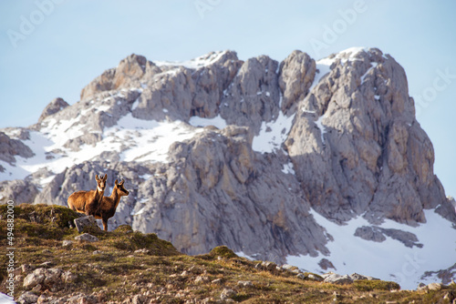 Pair of chamois in Picos de Europa in Spain. Chamois, Rupicapra rupicapra. © perpis