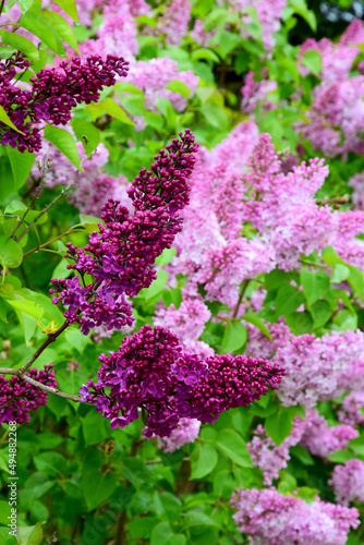 Fototapeta Vertical shot of beautiful purple lilacs grown in the garden in spring
