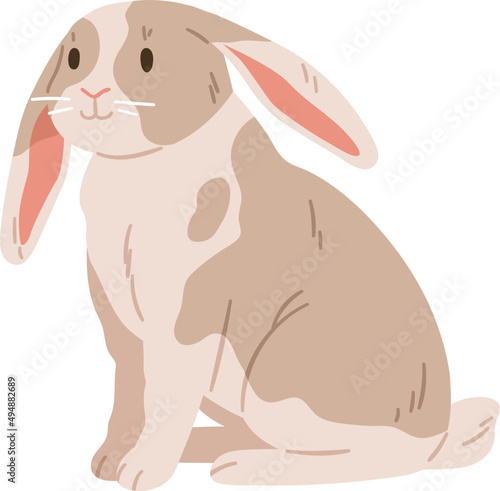 Cute Rabbit of English Lop Breed Realistic Illustration