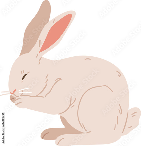 American Rabbit with Long Ears Realistic Illustration