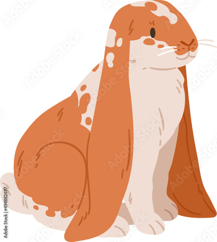 English Lop Eared Breed of Ginger Spotty Rabbit Illustration