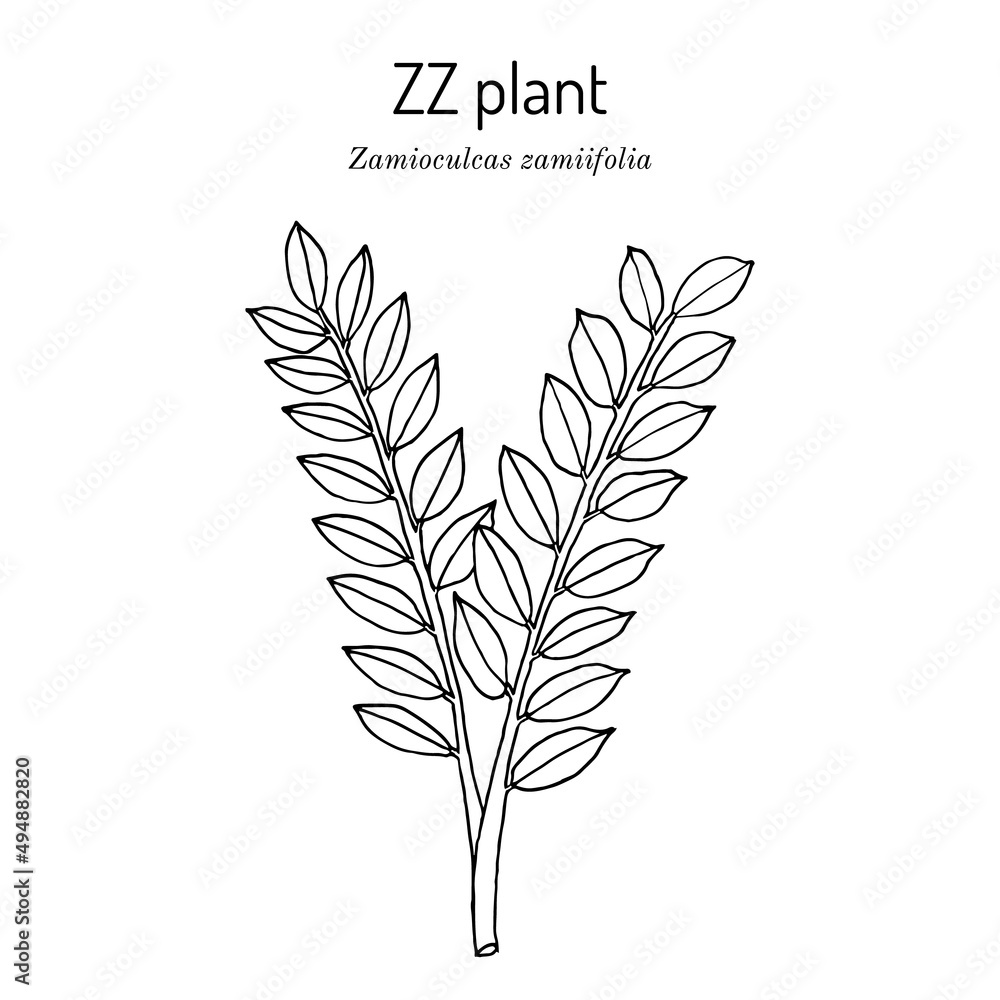 zz-plant-zamioculcas-zamiifolia-ornamental-house-plant-stock-vector