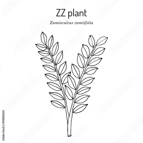 ZZ plant Zamioculcas zamiifolia , ornamental house plant