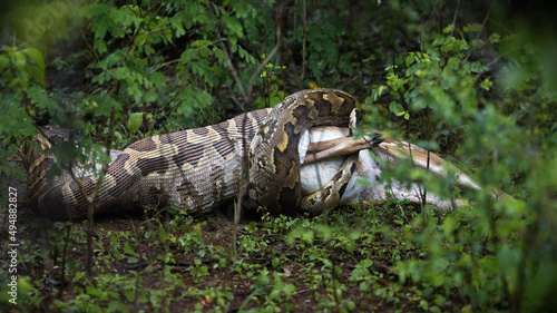 Obraz na plátně Beautiful shot of a python eatings it's prey in Sri Lanka