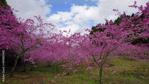 Beautiful pink cherry blooms (sakura tree) in the park. Cherry blossoms in the Fushou Mountain Farm. Heping District, Taichung City, Taiwan. 2022 photo