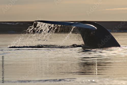 Photography Closeup of a whale tail on the surface of the ocean at Svalbard in Norway