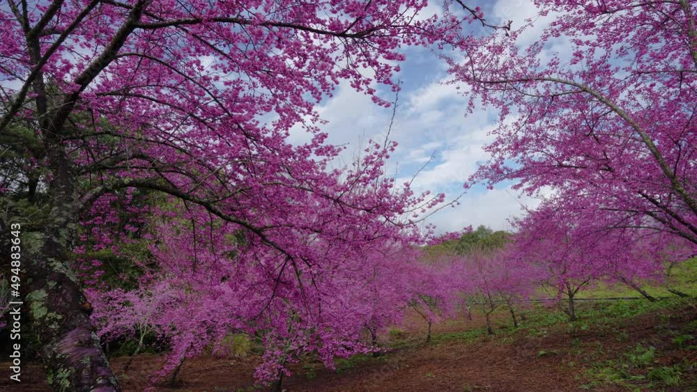 Beautiful pink cherry blooms (sakura tree) in the park. Cherry blossoms in the Fushou Mountain Farm. Heping District, Taichung City, Taiwan. 2022 Beautiful pink cherry blooms (sakura tree) in the park. Cherry blossoms in the Fushou Mountain Farm. Heping District, Taichung City, Taiwan. 2022
