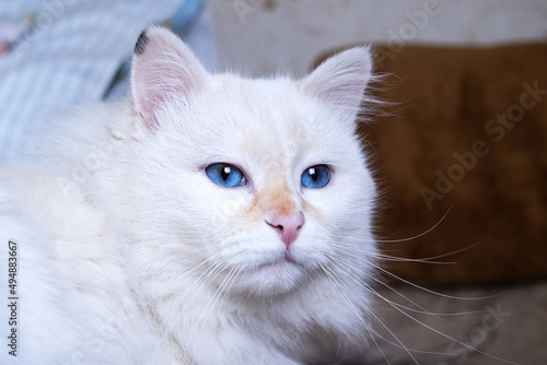 White fluffy angora cat close up portrait