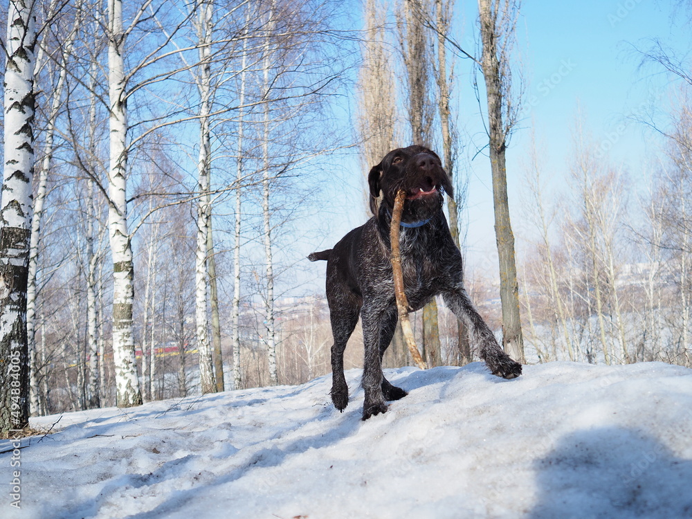 German hunting dog. German Drathar in winter outdoors in the forest or in the park.