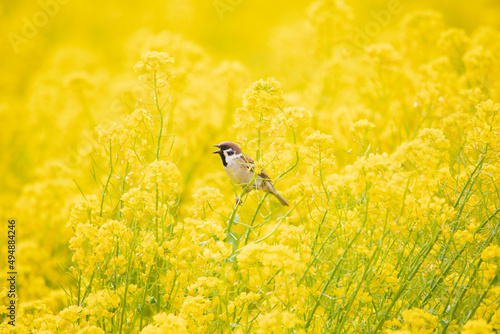 菜の花とスズメ