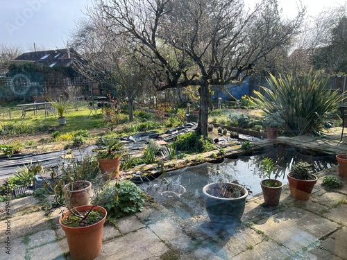 Beautiful secret garden landscape in Summer sunshine with stone patio  ancient espalier pear fruit tree plant pots  grass lawn and pond with reflections of sky and plants in water