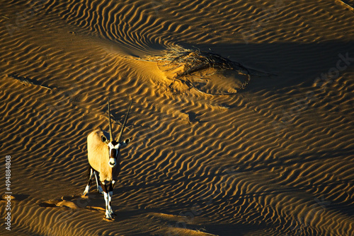 Antelope with long horns in the desert in Namibia photo