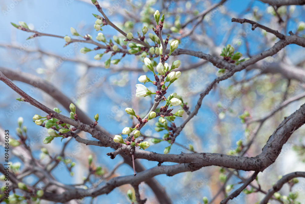 New buds of a cherry tree with green sepals and white petals on a blurred natural background, blooming a tree branch in springtime New buds of a cherry tree with green sepals and white petals on a blurred natural background, blooming a tree branch in springtime