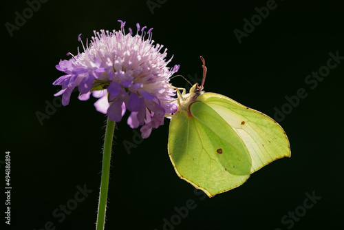 Canvas Print Closeup shot of a common brimstone butterfly on a purple flower on a black backg