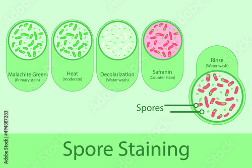 Spore staining technique steps diagram, using Malachite green and safranin vector illustration eps10