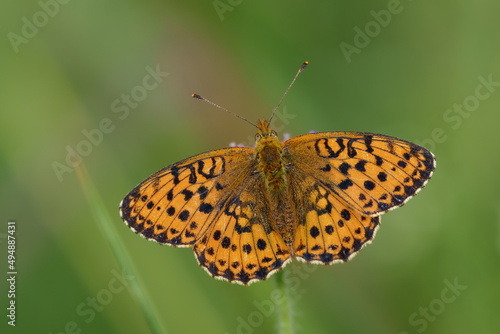 Photos Selective focus shot of a lesser marbled fritillary butterfly on a plant