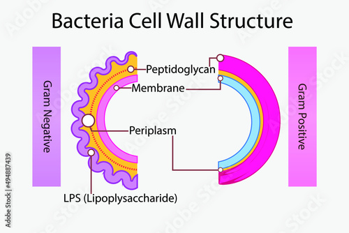 Diagram of gram negative and gram positive bacteria cell wall - including peptidoglycan, LPS, membrane - infographic for microbiology education photo