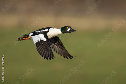 Beautiful shot of a Common Goldeneye flying over a field photo