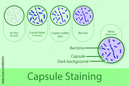 Capsule staining technique steps diagram, using Crystal violet and copper sulfate vector illustration eps10