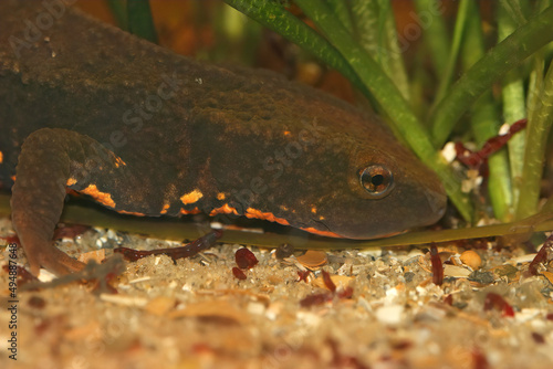 Closeup on an aquatic endangered Vietnamese Tam Dao newt Paramesotriton deloustali photo
