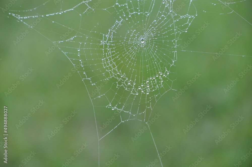 Spider web in morning dew. Created by spider in nature with green background