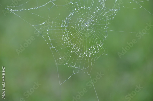 Spider web in morning dew. Created by spider in nature with green background