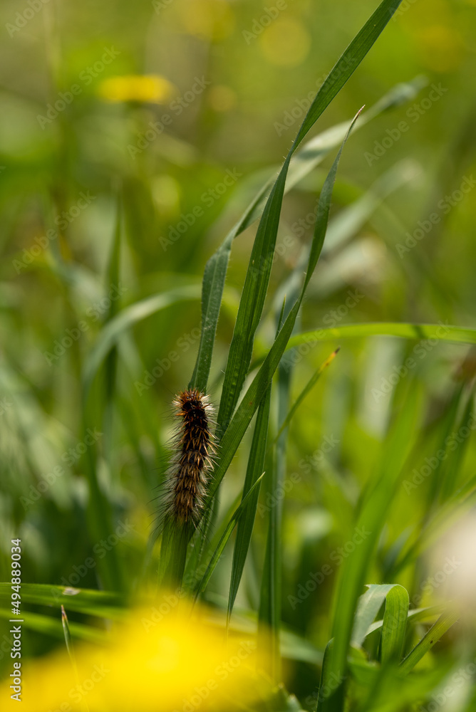 Hairy brown caterpillar climbing on tall grass in a meadow in northern Israel.
