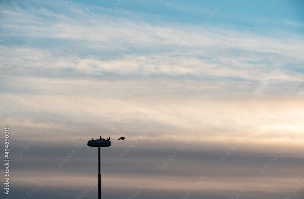 Silhouette of pigeons on the lampshade. One pigeon flies in front of the lamp. Street lamp at the freight-station during dusk. Silhouette of pigeons on the lampshade. One pigeon flies in front of the lamp. Street lamp at the freight-station during dusk.
