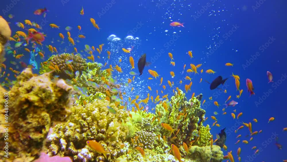 Underwater landscape of a coral reef with many tropical fish of different species against the backdrop of blue water in the Red Sea, Egypt Underwater landscape of a coral reef with many tropical fish of different species against the backdrop of blue water in the Red Sea, Egypt