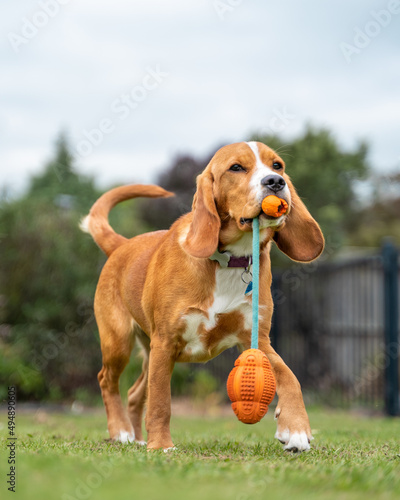 Closeup of a Beagle playing in the park photo