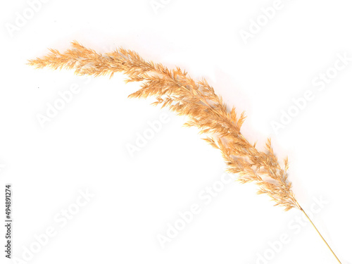 Withered wild grass isolated on white background