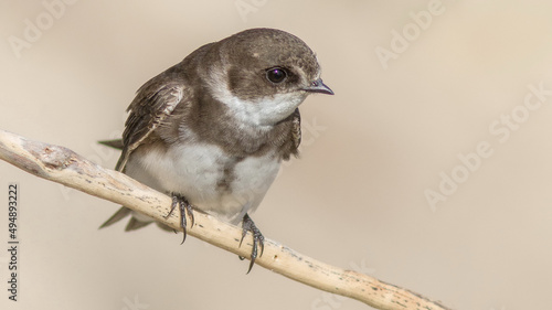 Closeup of a sand martin bird perched on a branch photo