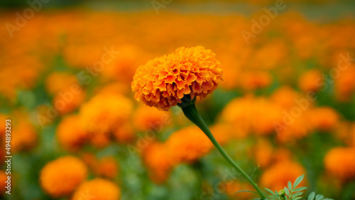 Marigold or Tagetes is a genus of annual or perennial, mostly herbaceous plants in the sunflower family Asteraceae.