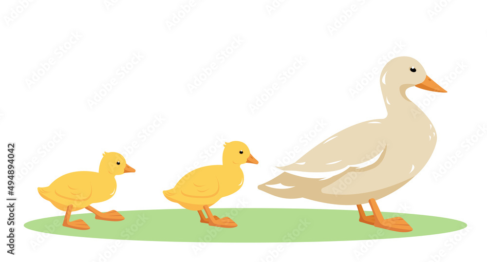 Domesic duck birds. Poultry Ducks family. Mother duck and ducklings isolated on white background. Cartoon or flat icons vector illustration.