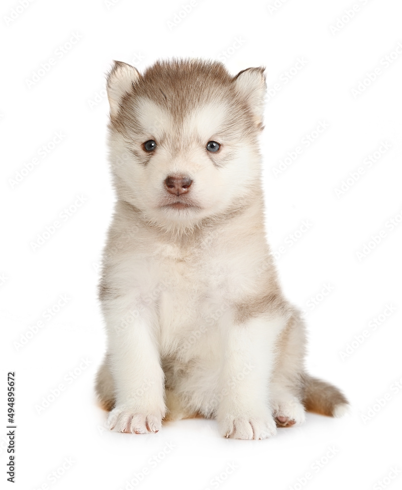 Cute Alaskan Malamute puppy sits isolated on a white background Cute Alaskan Malamute puppy sits isolated on a white background
