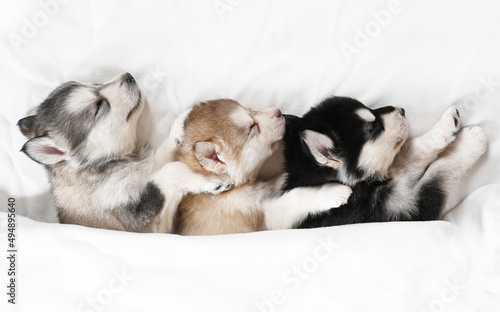 Three lovely Alaskan Malamute puppies sleeping under a blanket in a room